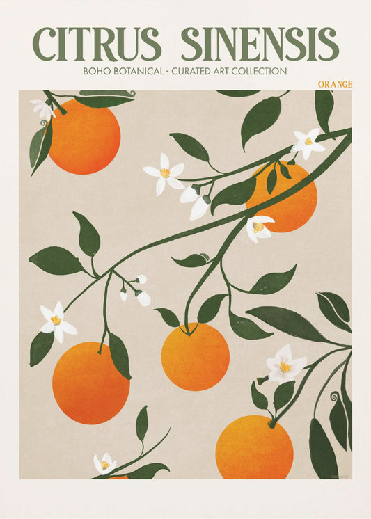 Citrus Sinensis – Orange | Leinwand-Bilder