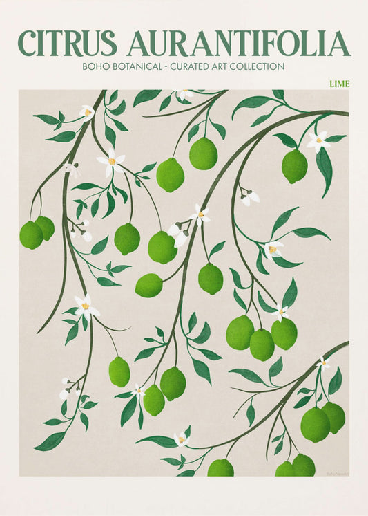 Citrus Aurantifolia – Limette | Leinwand-Bilder