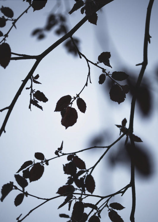 Morgengrauen | Poster