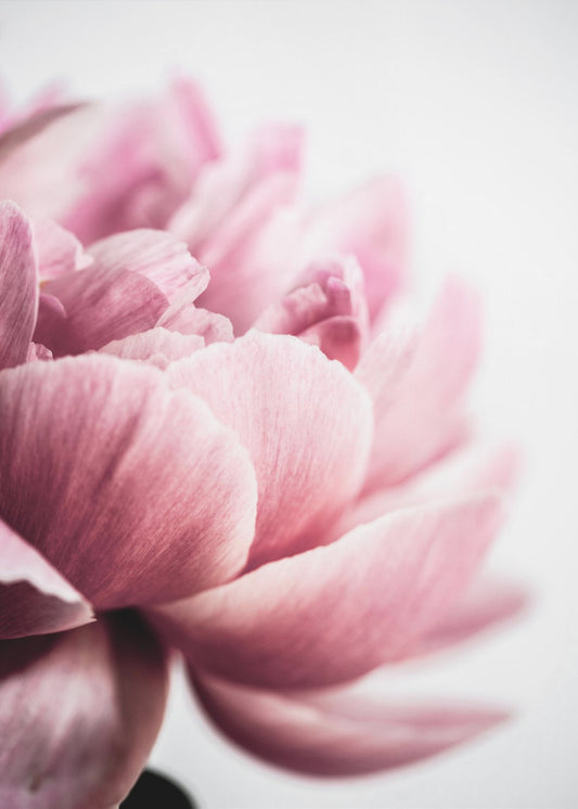 Pfingstrose 1 | Poster