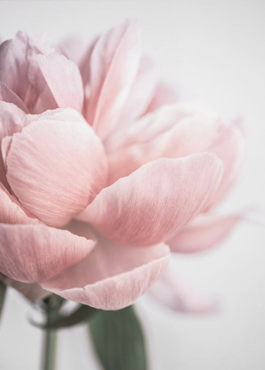 Pioni 3 | Canvastaulut