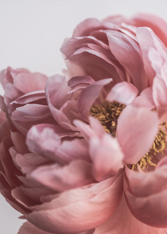 Pioni | Canvastaulut