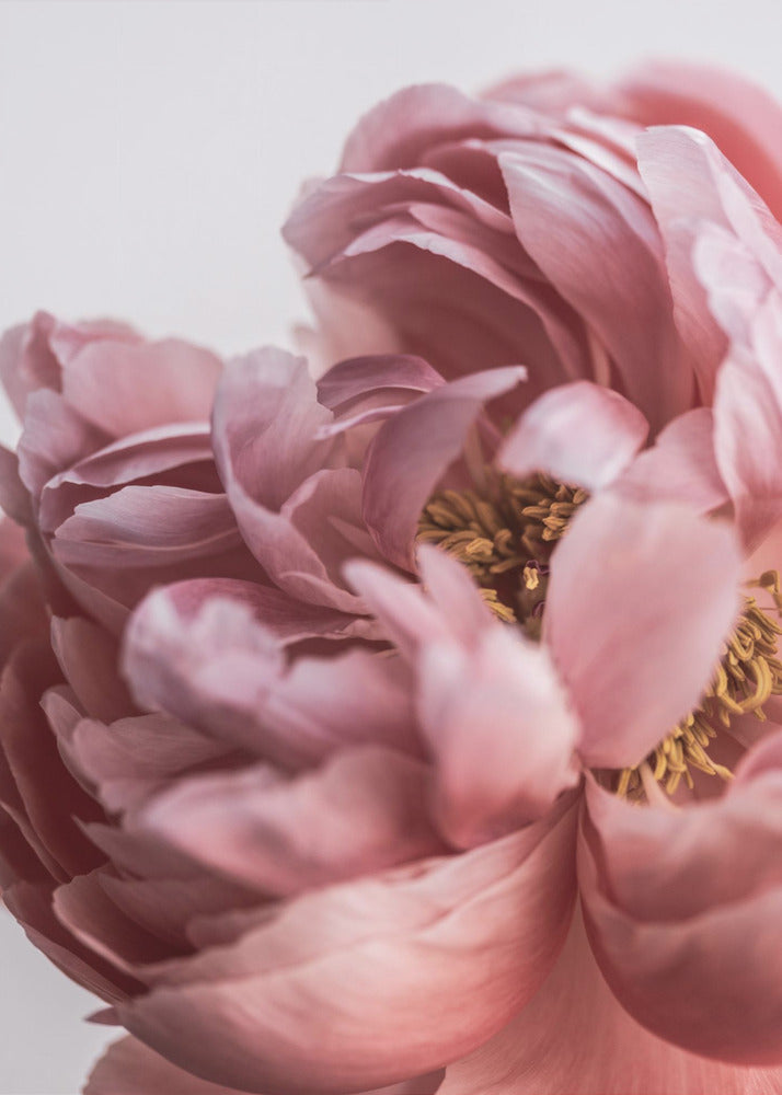 Pioni | Canvastaulut