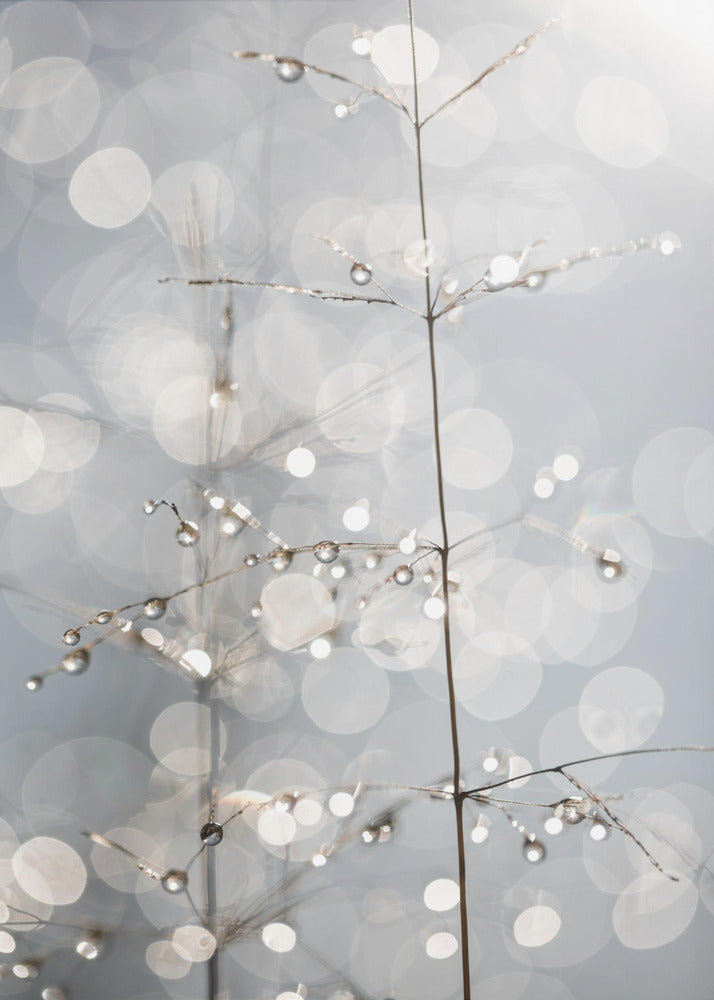 Luonnollinen kimallus | Canvastaulut