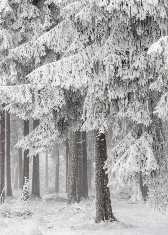 Winterwald 2 | Poster