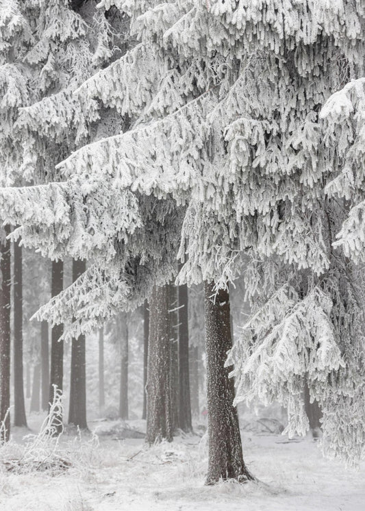 Winterwald 2 | Poster