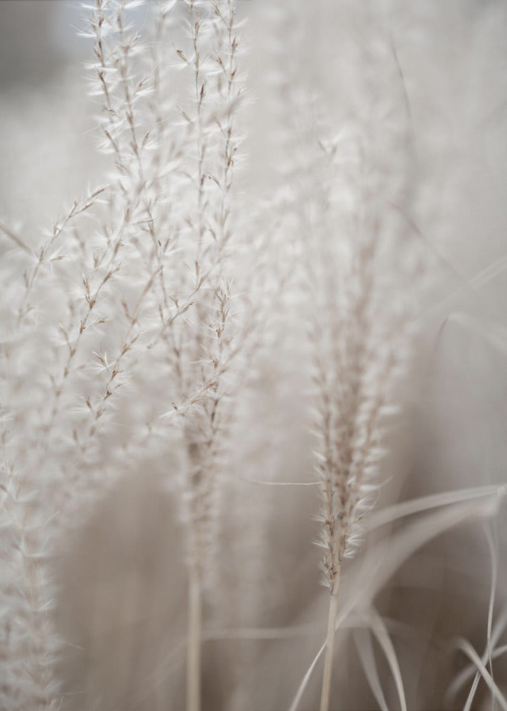 Erba 18 | Stampe su Tela