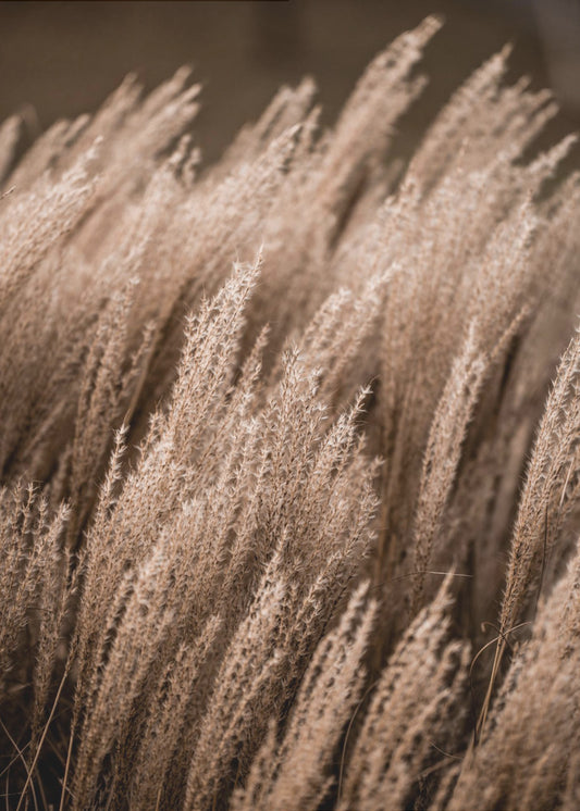 Ruoho 16 | Canvastaulut