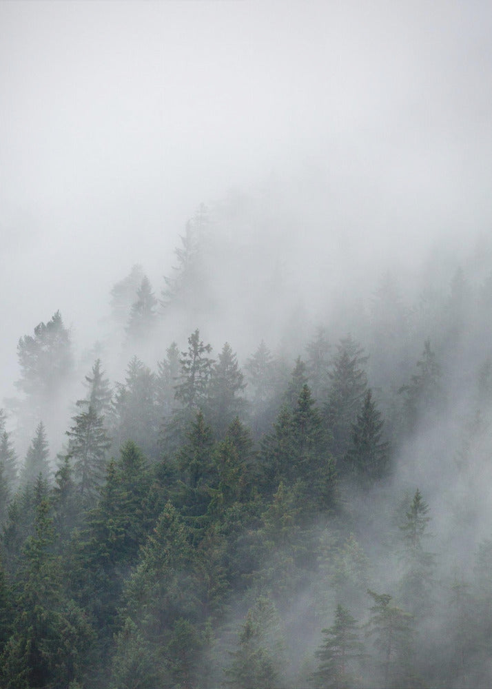 Mattina nebbiosa 2 | Stampe su Tela