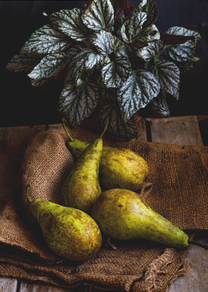 päärynät | Julisteet - Taidevedokset