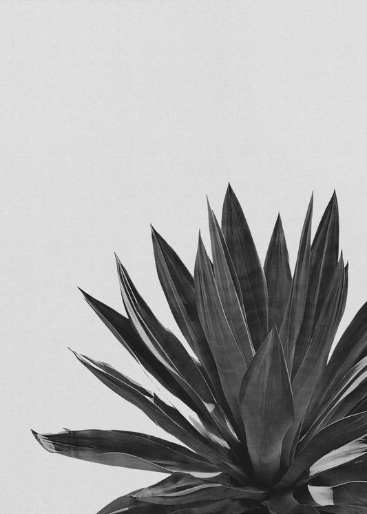 Agave Cactus Black & White | Canvas