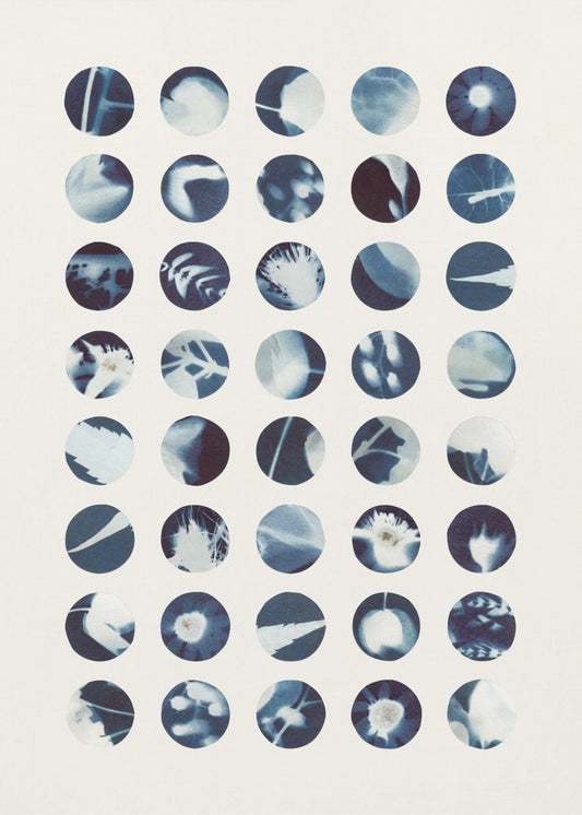 Botanische Cyanotypien | Poster