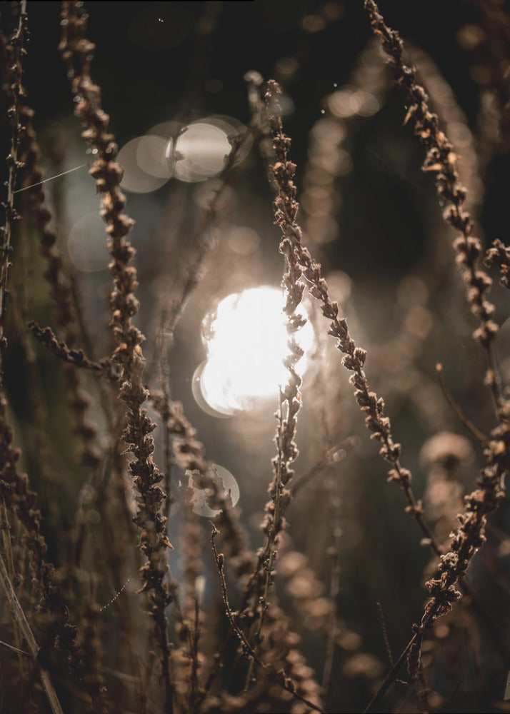 Herbstlichter 2 | Leinwand-Bilder