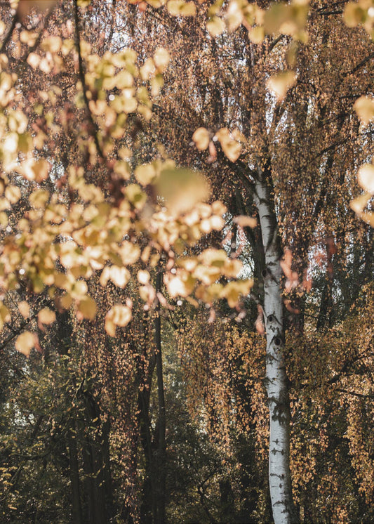 Herbstbirke | Poster
