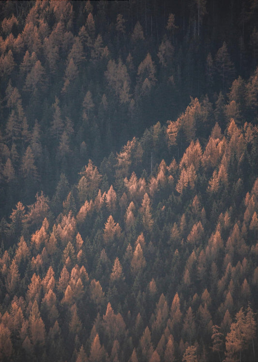 Herbstwald 2 | Leinwand-Bilder