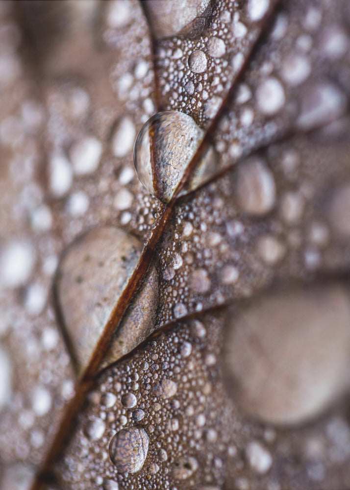 Herbstregen | Leinwand-Bilder