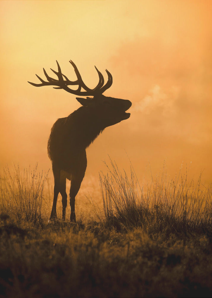 Aamupuhelu | Canvastaulut