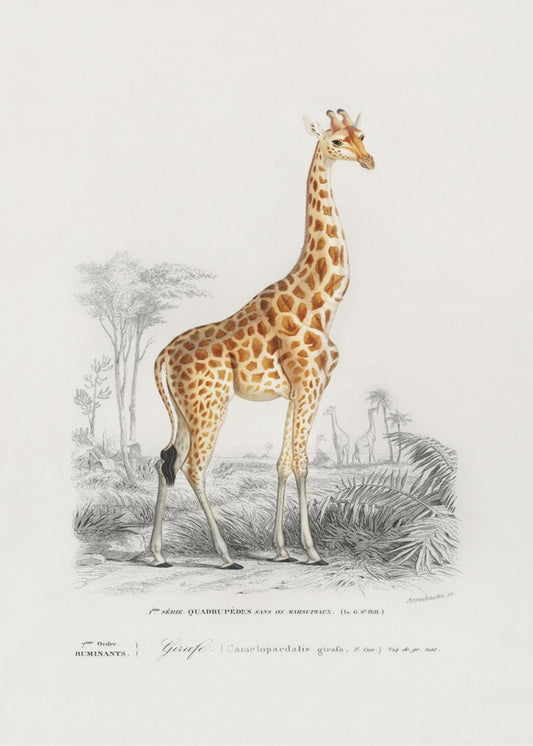 Giraffe | Poster