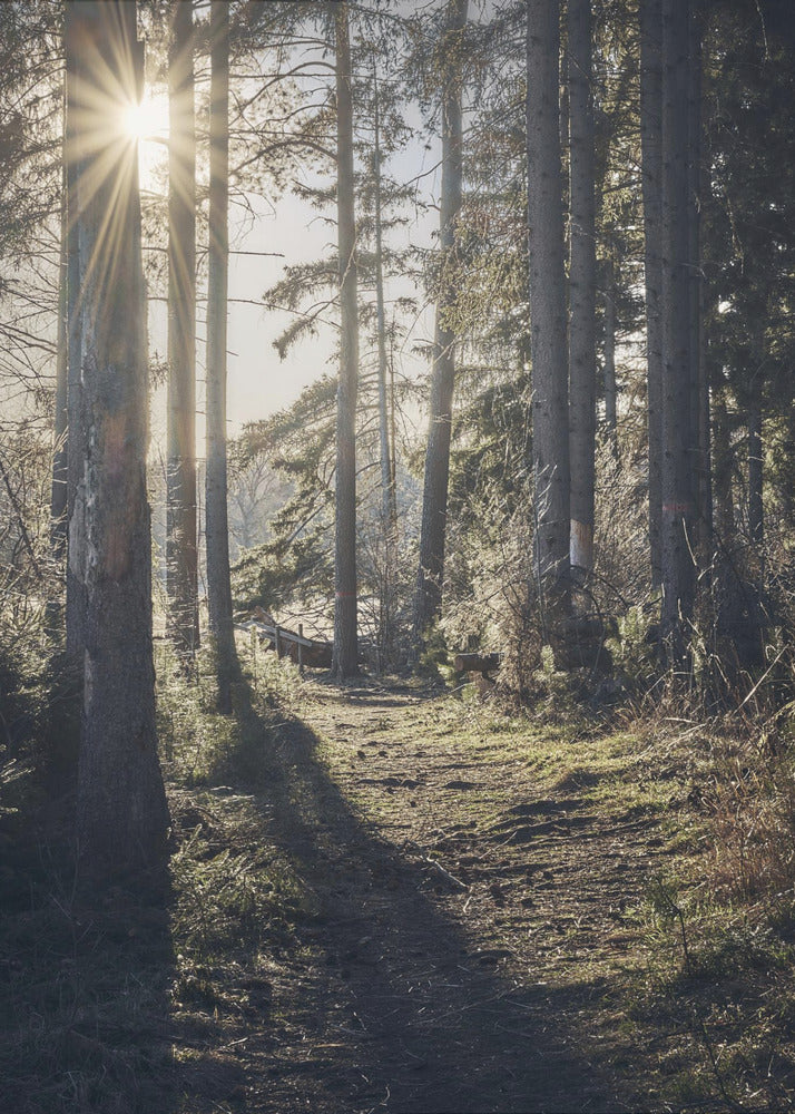 Dsf2913 Hdr 1 | Canvastaulut