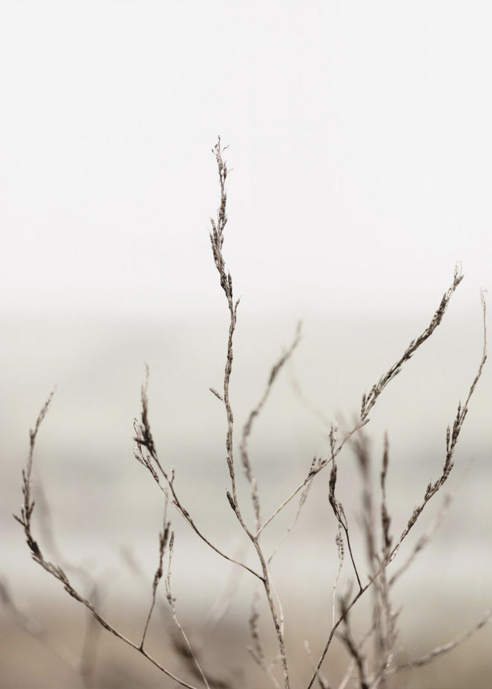 Pickleweed No.1 | Canvas