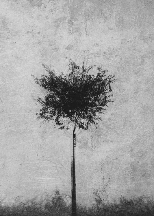 Puu mustavalkoisena | Canvastaulut