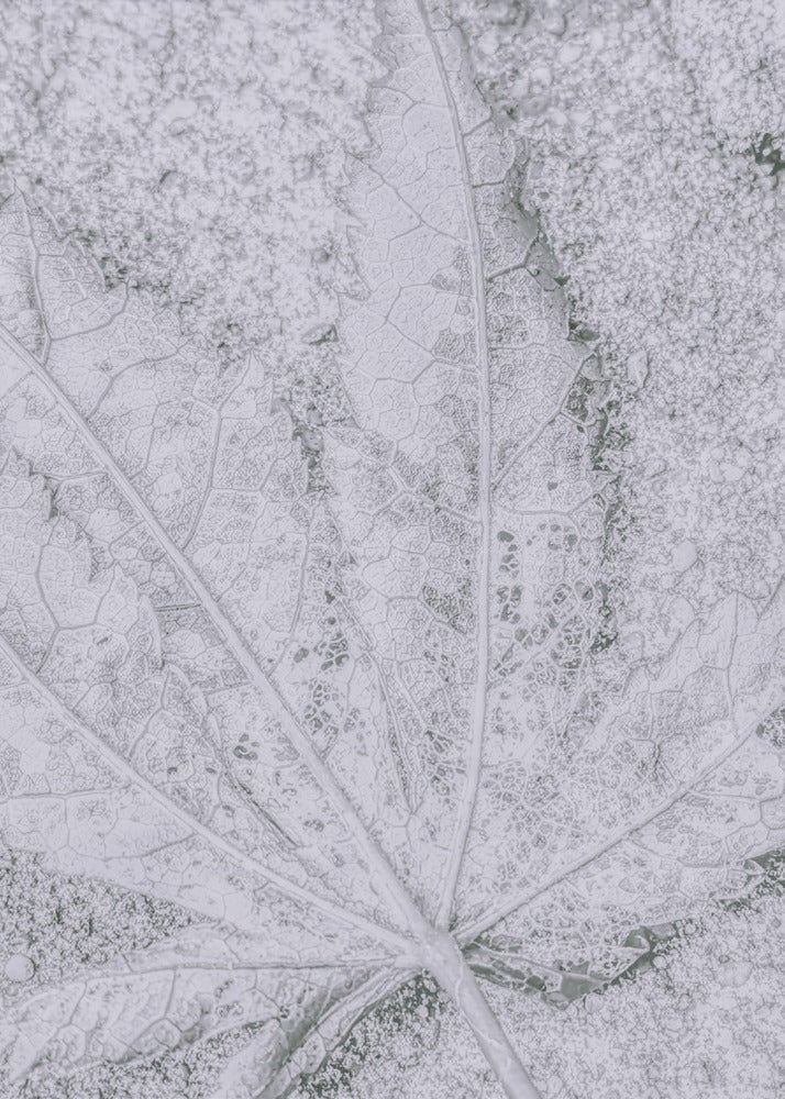 Paluu Maahan | Canvastaulut