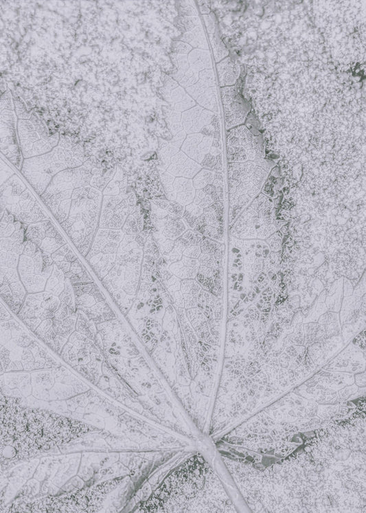 Paluu Maahan | Canvastaulut