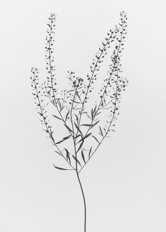 Delicate Plant I | Canvas