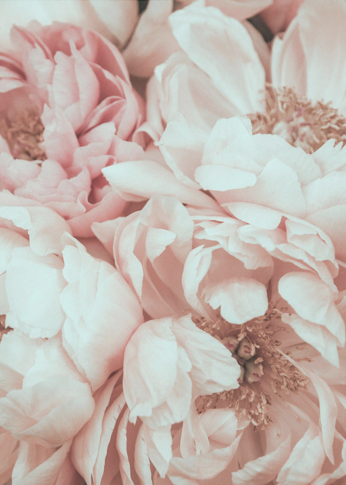 Kukkaseos | Canvastaulut