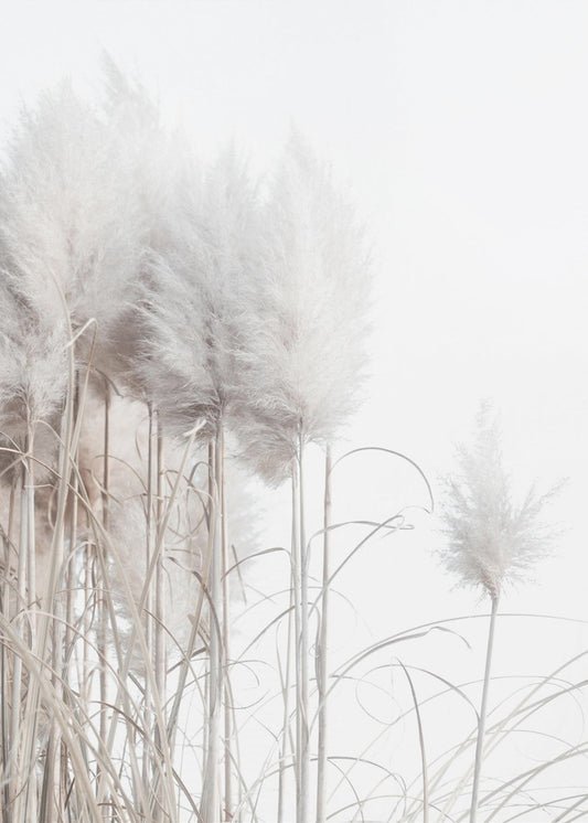 Pampas Grass I | Canvas