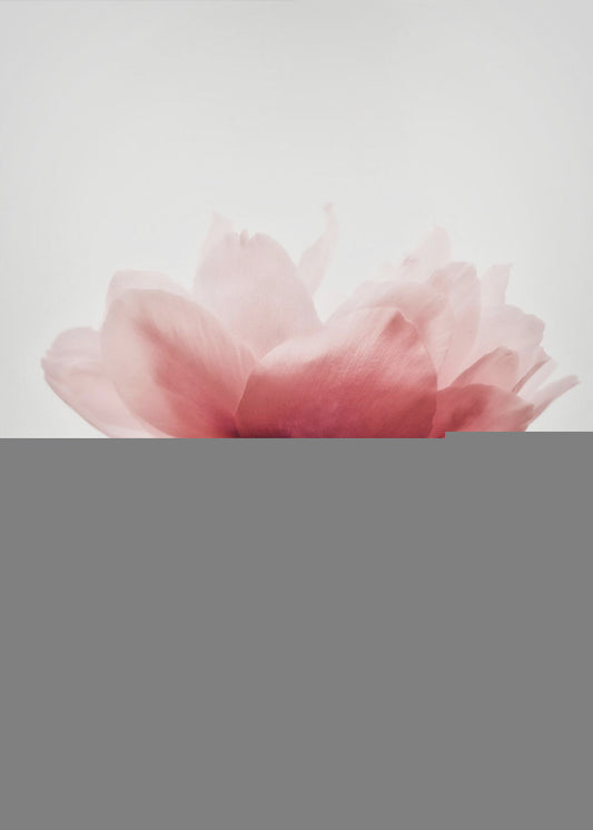 Pink Peony | Poster