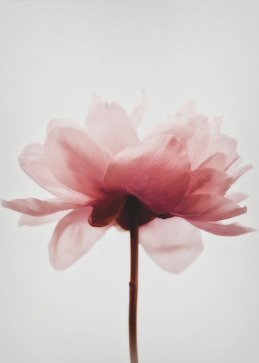 Pink Peony | Canvas