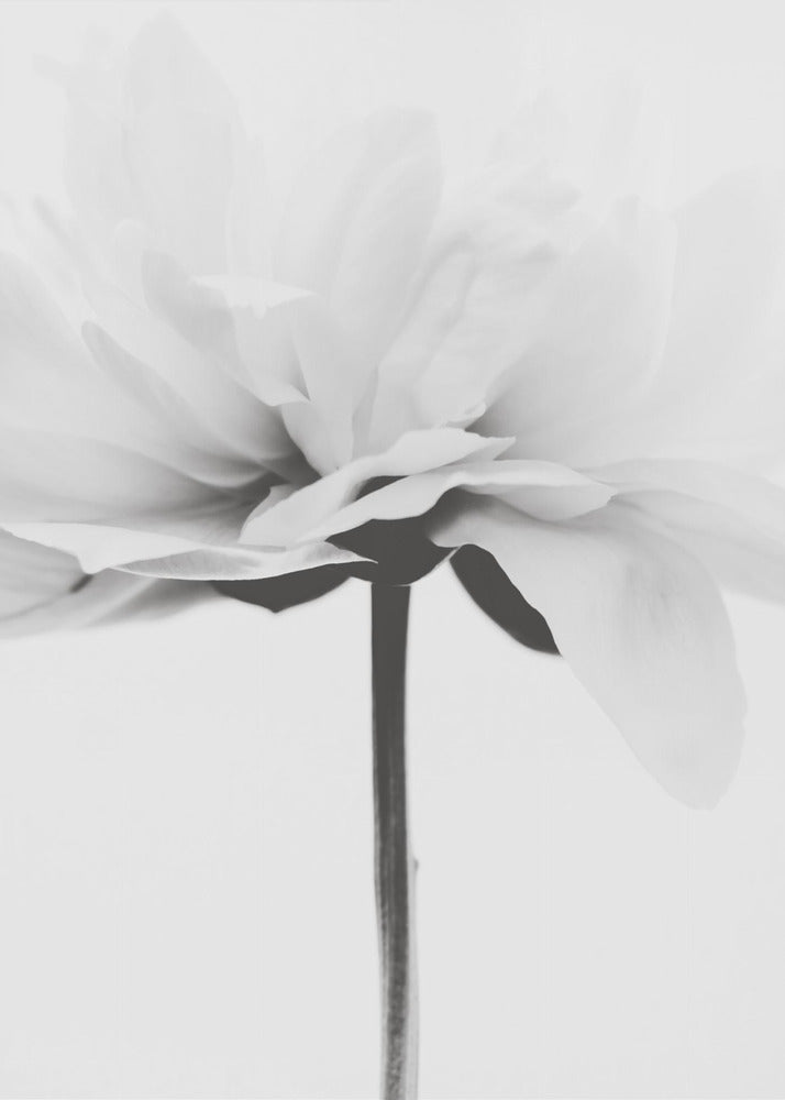 Japanilainen kookos | Canvastaulut