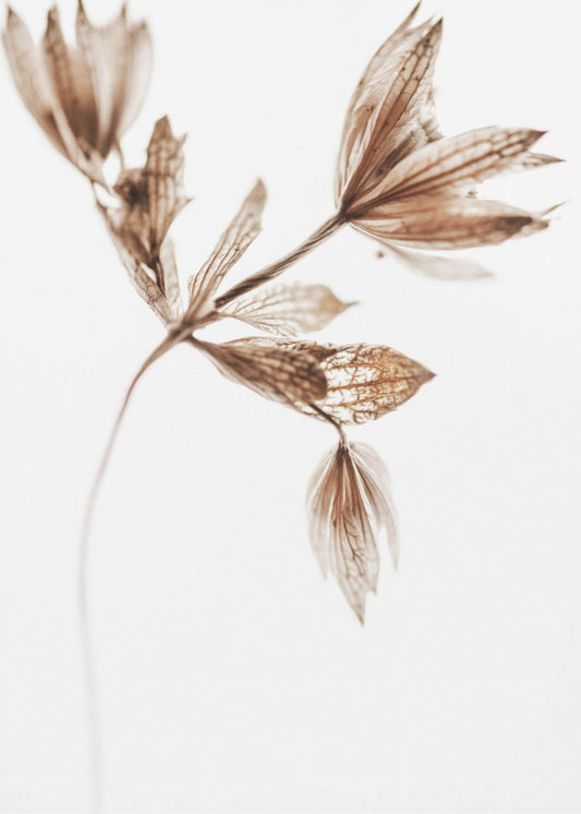 Golden Pant | Canvas