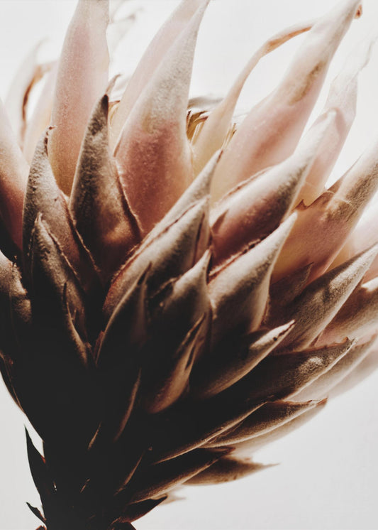 Protea | Poster