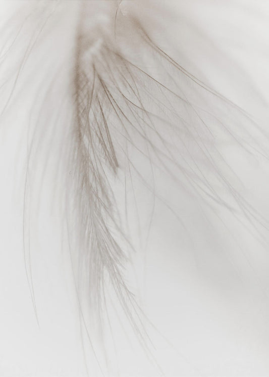 White Feather | Canvas