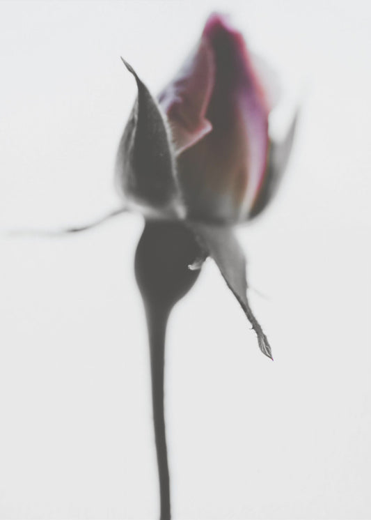 Elegant Rose | Canvas