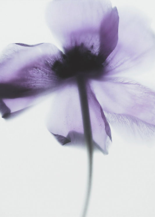 Purple Poppy | Poster