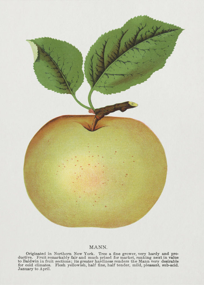 Mann Apple Lithographie | Leinwand