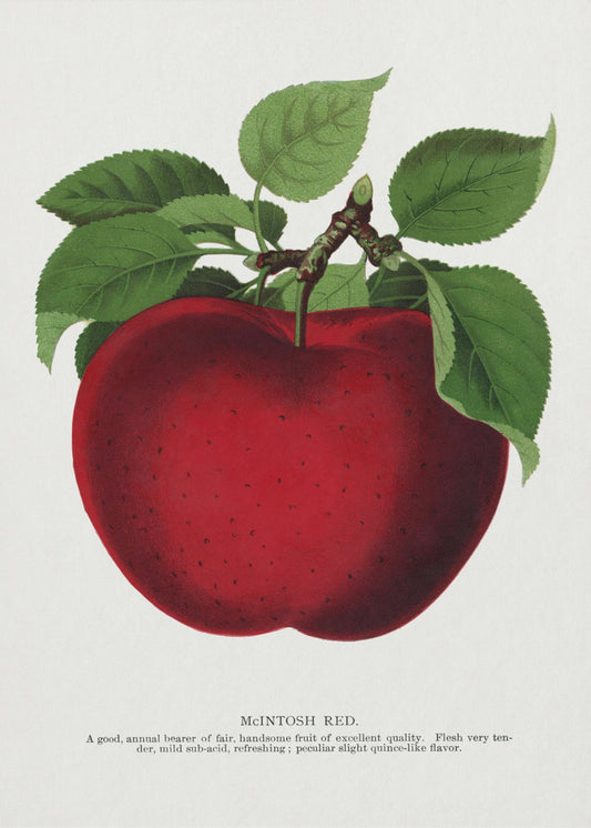 Mcintosh Red Apple Lithographie | Leinwand