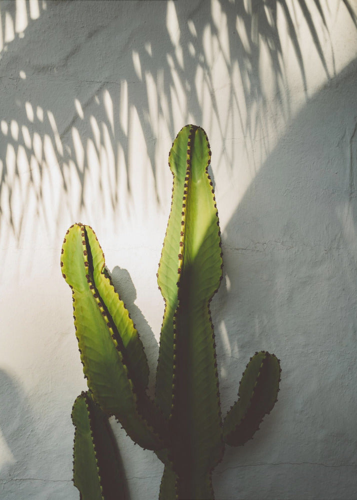 Cienie Socal | Wydruki na łótnie