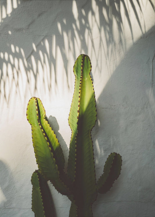 Cienie Socal | Wydruki na łótnie