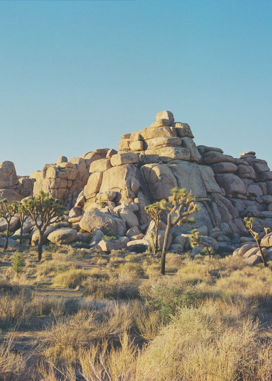 Zachód słońca nad Joshua Tree | Wydruki na łótnie