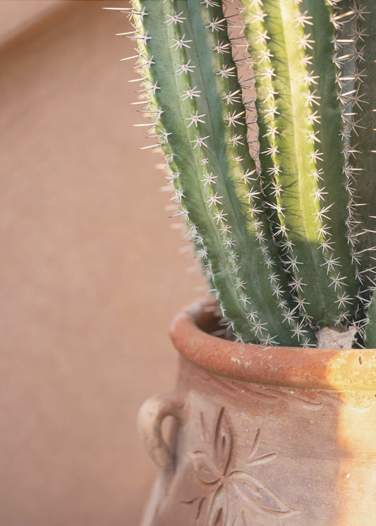 Zielony na pomarańczowym | Fotografia podróżnicza w Marrakeszu | Wydruki na łótnie