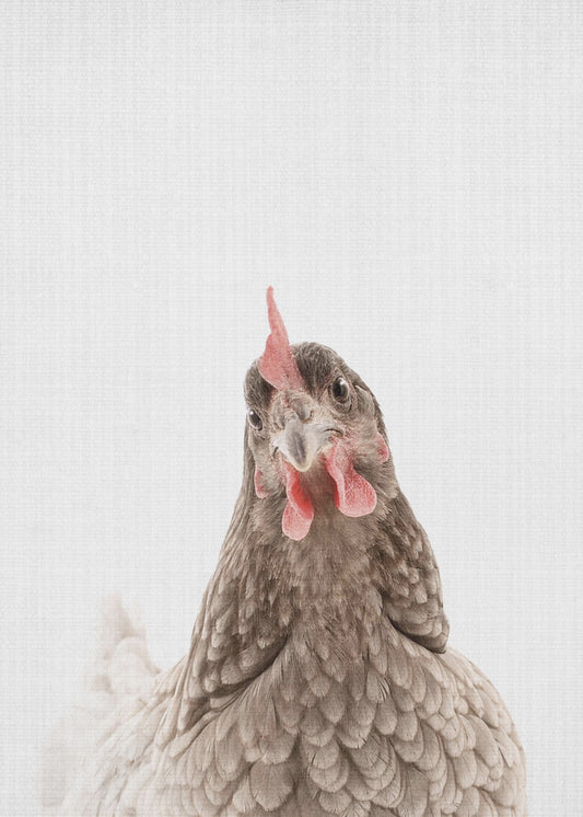 Peekaboo Chook | Poster