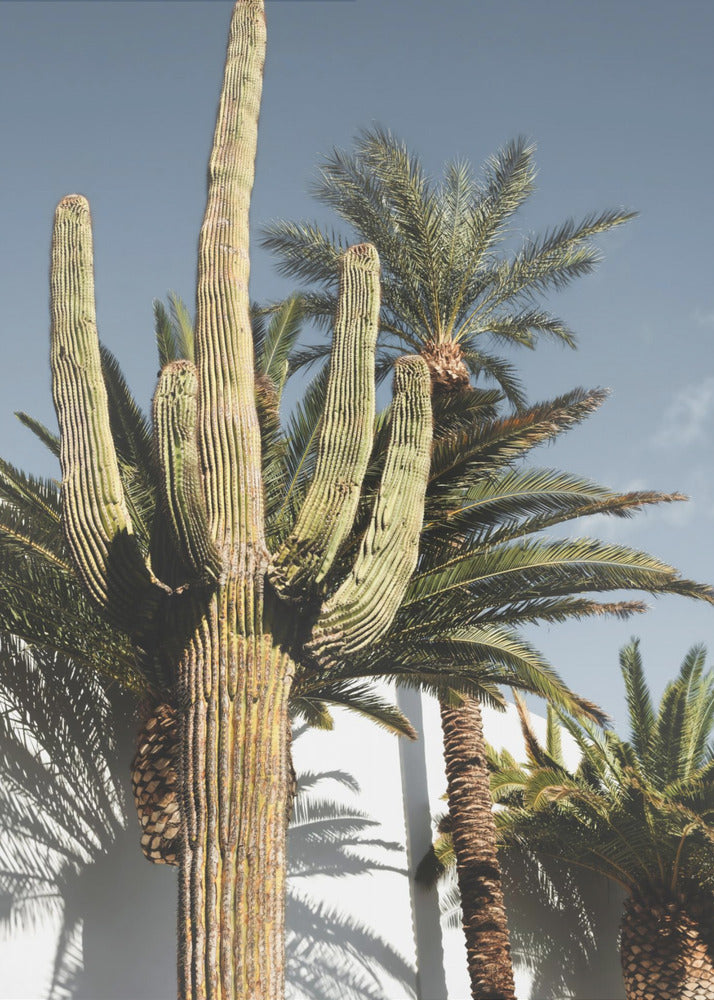 Kaktus Las Vegas | Wydruki na łótnie