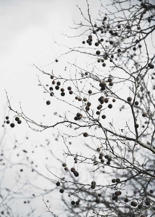 Winter Silhouettes 6 | Poster