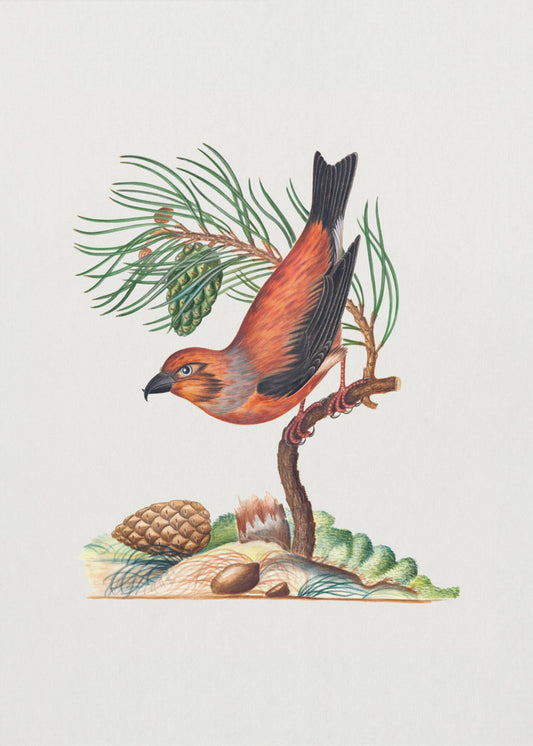 Red Crossbill | Poster