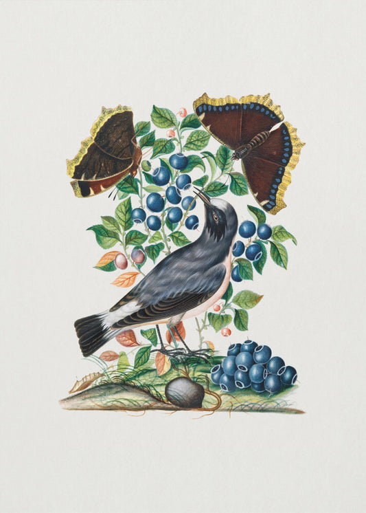 Northern Wheatear | Poster