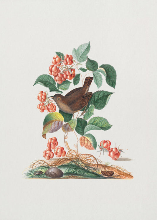 Eurasian Wren | Poster